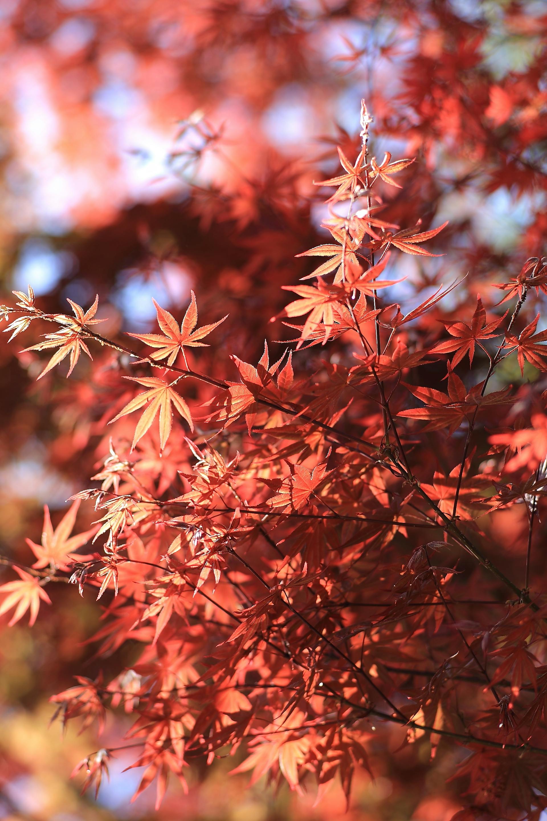 Japán juhar (Acer palmatum)